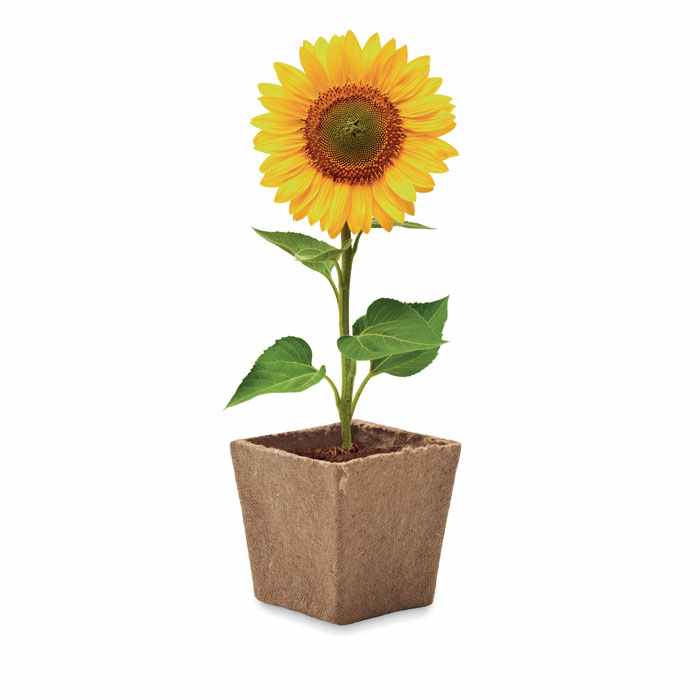 Zonnebloem Kweekset