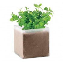 Mint Plantje